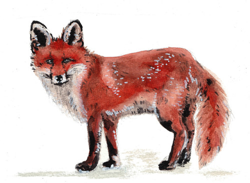 Red fox sketchpencil, pen, watercolour, white ink