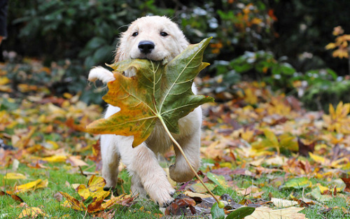 Dogs Freaking Out Over Fall (see 7 more)