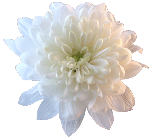 transparent-flowers:White Chrysanthemum. (x).