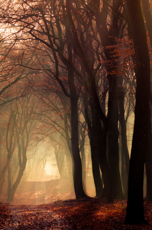 wowtastic-nature:  Speulderbos 6 by  Mr. DESHAMER on 500px.com (Original Size - Height: 4215px - Width: 2792px)