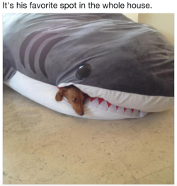 itsagifnotagif:That poor shark looks like he has a loose canine
