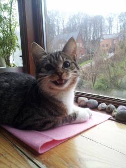 cute-overload:  Our indoor cat moved from a gray apartment block view to thishttp://cute-overload.tumblr.com 
