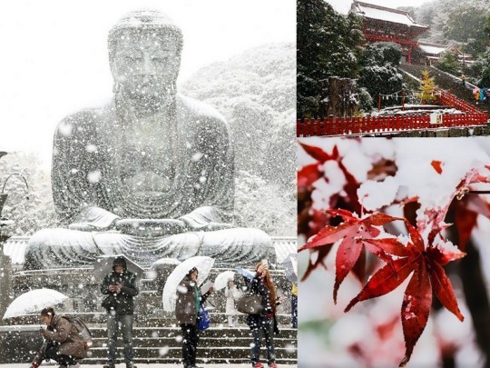  Tokyo Wakes up To a Winter Wonderland in November After 50 Years Without Snow 