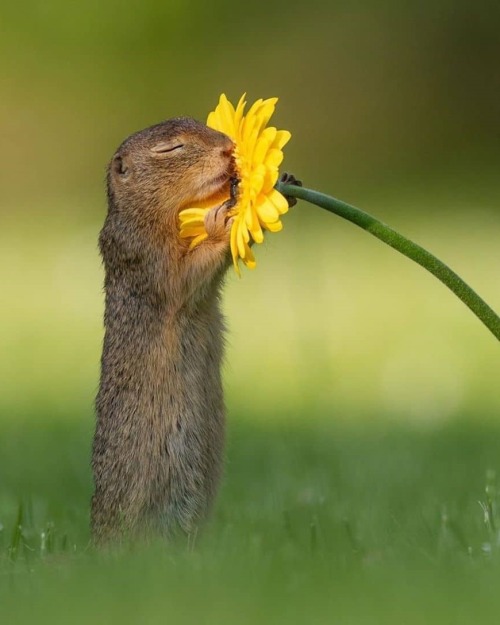 Ground squirrel smelling flowers by Dick van Dujin