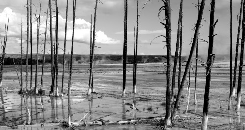 Forest, Yellowstone Natl. Park, WY