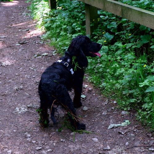 If I could turn back time.So, this dog charged out of the undergrowth right in front of me and what 