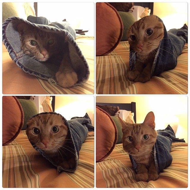 awwww-cute:So my cat almost gets stuck trying to crawl through a pair of jeans