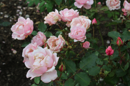 theladyintweed:Photo by me 