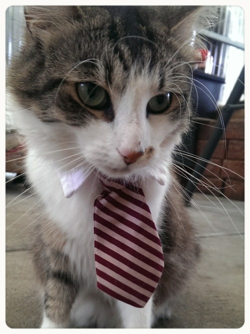 cat-overload: Dustin the business cat