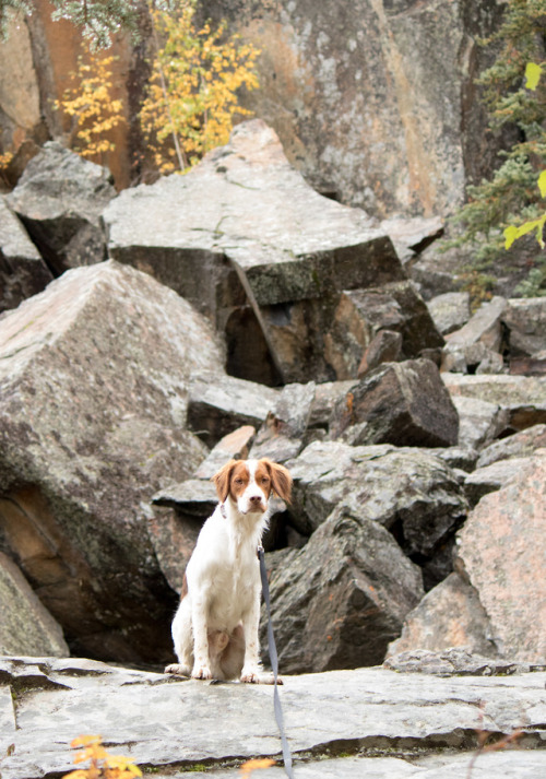 marloandmav-adventurers:Small dog, big rocks