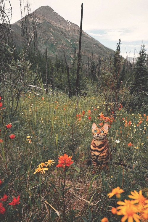 lsleofskye:Blending in the wildflowers | sukiicat