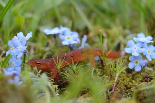 just-a-beagler:Eastern Red EftNotophthalmus viridescensThis little guy was flipped on an incredibly 