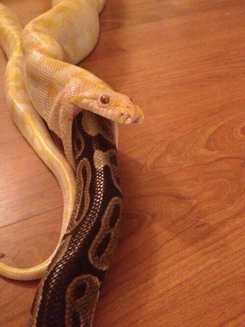 soloeaux:  ill-see-you-in-disneyland:  soloeaux:  BE CAREFUL WHO YOU TRUST. EVEN
