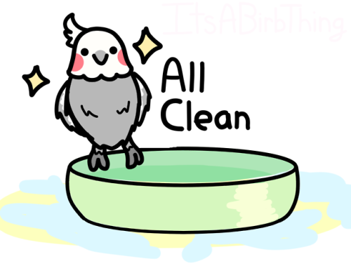 itsabirbthing: Bird? Clean.Counter? Not so clean.