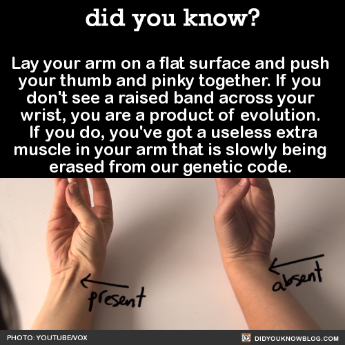 Did-You-Know:  Lay Your Arm On A Flat Surface And Push Your Thumb And Pinky Together.