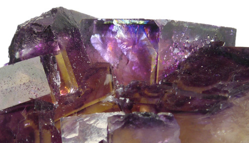 tamaro606: rockflavors: gorgeous-beasts: bijoux-et-mineraux: Fluorite - Okorusu mine, Otjiwarongo Di