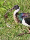 todaysbird:ritavonbees:good news!ALTwhy is this so fucking comicalALTALTALTyeah you must fucken …. you stress out the toad and then give it a rinse, voilahIbis add toxic cane toads to the menu with clever technique to eliminate poison firstthis