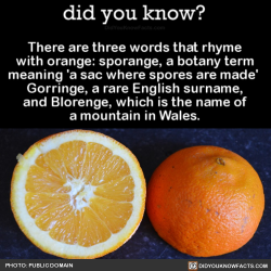 did-you-kno:  There are three words that rhyme with orange: sporange, a botany term meaning ‘a sac where spores are made’  Gorringe, a rare English surname, and Blorenge, which is the name of a mountain in Wales.  Source Source 2 Source 3