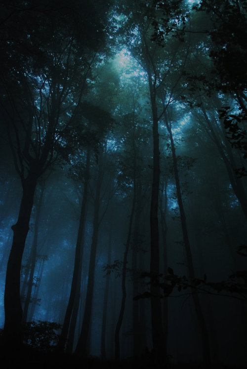 heyfiki:  Jungle III by *e-kayrakli 