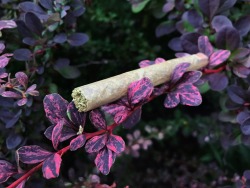 bluntburningprincess:  Rolled up some Red
