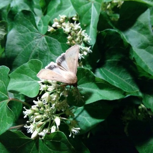 Nocturnal pollinators need love too! Unknown lepidoptera on my climbing milk vine (Cynanchum laeve).