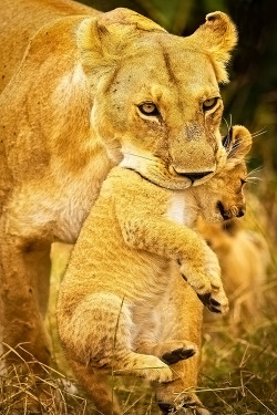 Wildlife World Zoo