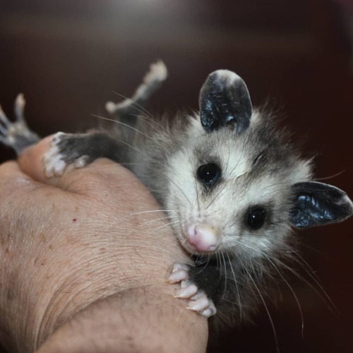 Bendy Baby Oppossum Luckily, these babies go to my friend Laura tomorrow or I&rsquo;d be carryin