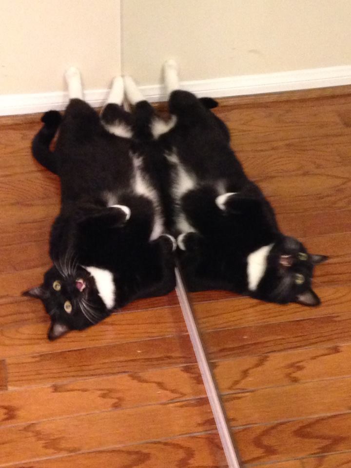 grandfatherstar:  grandfatherstar:ppl say that cats cant recognize themselves in