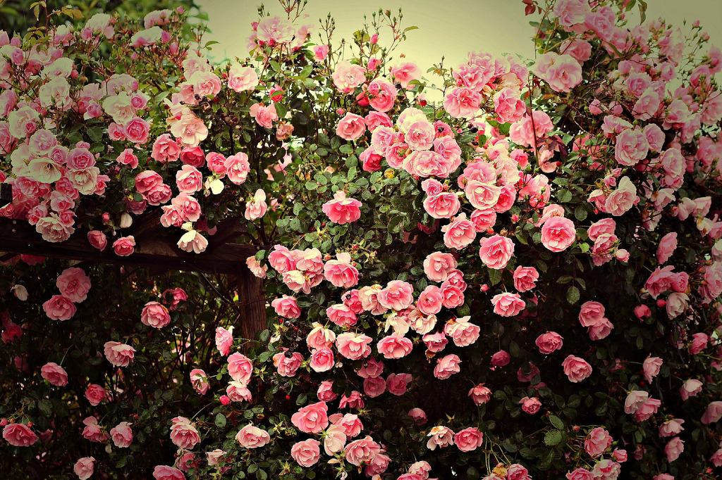 jacindaelena:by Mahouarn