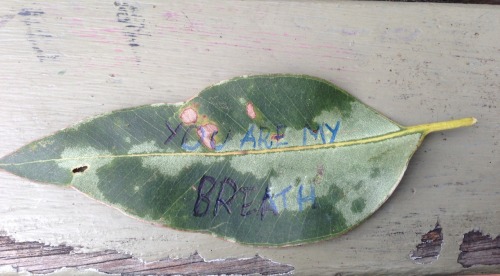 mizery-loves-company:out-dividual:my grams used to write notes on leaves for me, and leave them in h