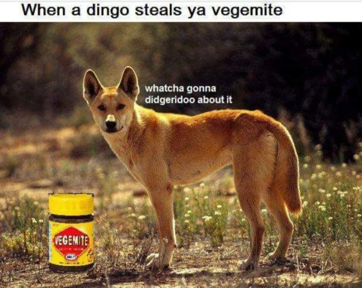 Dingo memes. Best Collection of funny Dingo pictures on iFunny Brazil