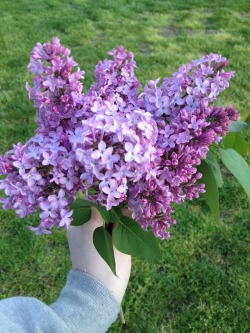 mom-wife: look at these fucking lilacs 