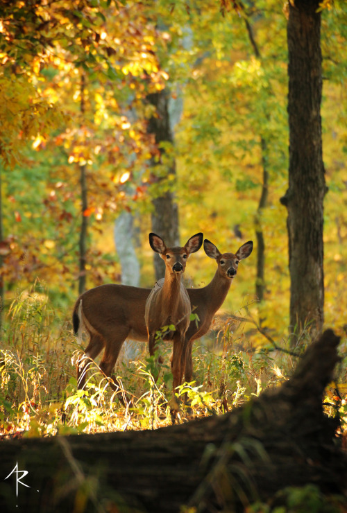 chillypepperhothothot:Two of a Kind by AaronVia Flickr:Have photographed this pair of yearlings nume