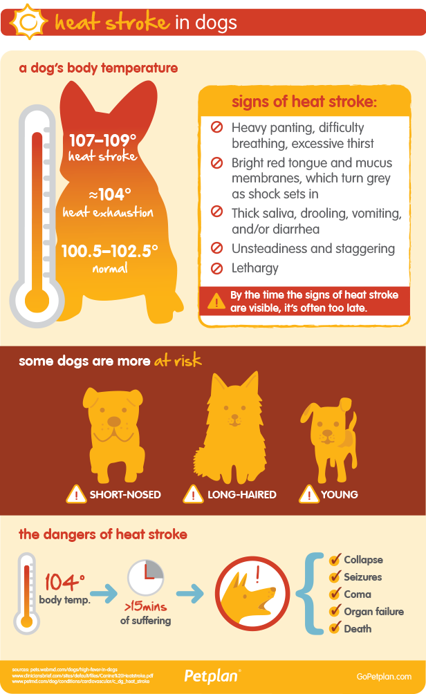 dogjournal:  THE “DRIVEN TO BARK” CAMPAIGN  Petplan has started the &lsquo;Driven