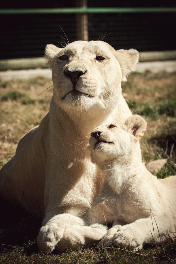 alecsgrg:  White lion with her cub | ( by Katie Li ) 