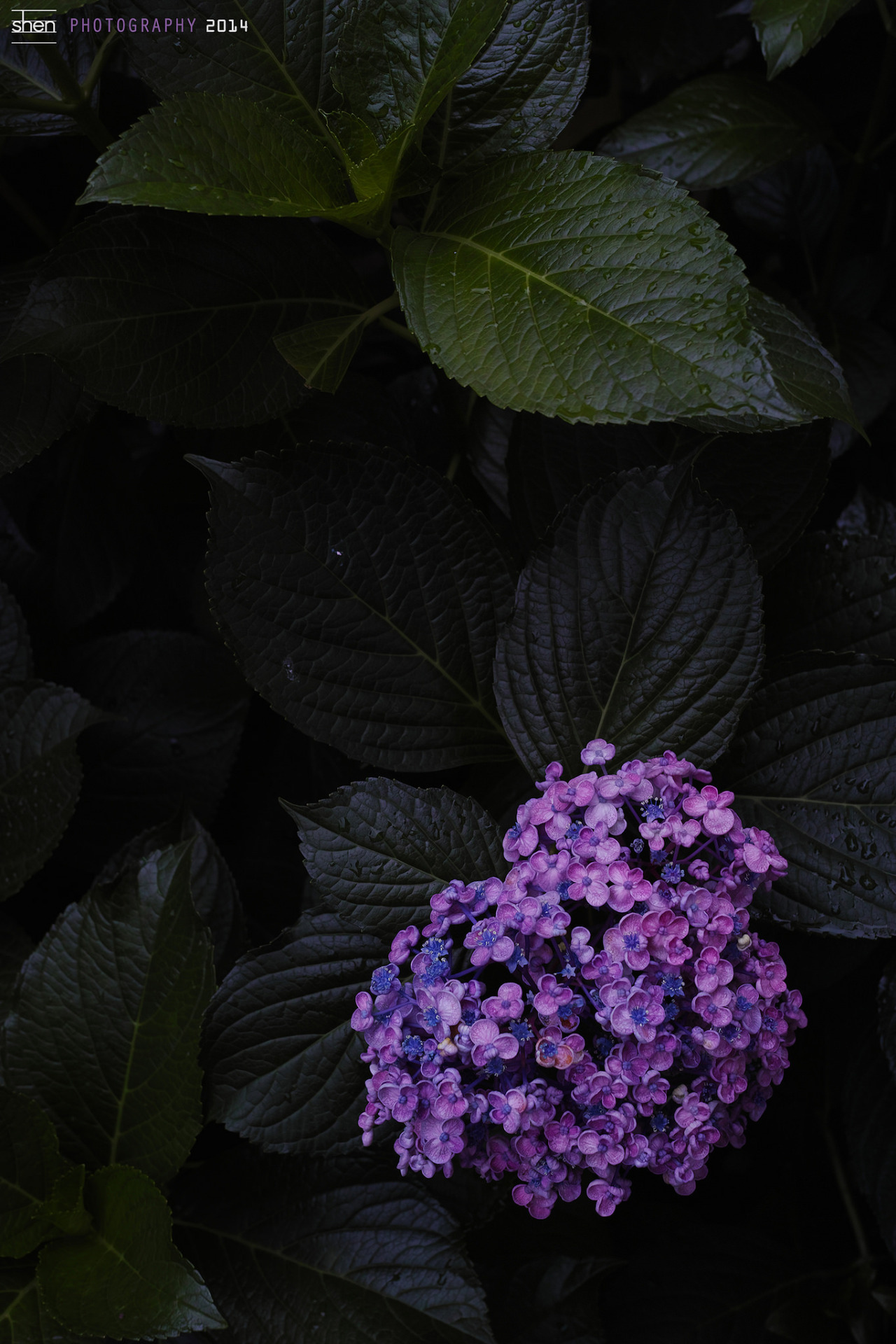 novemberschopin:  (by shenyang@tokyo)