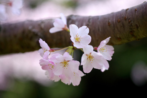 Pink and White by tez guitar