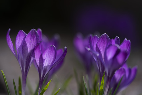 purple crocus