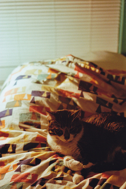 cakew:hoagy by hamacle on Flickr.