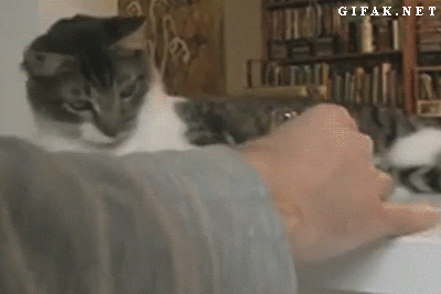 Cats knocking things off the table! 14 Funny and Hilarious Gifs + VIDEO! Look more HERE - fun