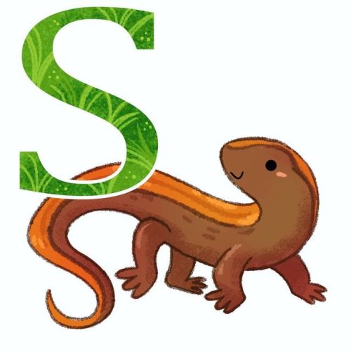 S is for salamander. I loved looking for these when I was a kid! . . . #salamander #endangeredspecie