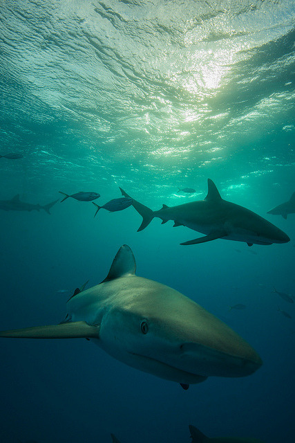 100leaguesunderthesea:  2013 Bahamas 32 339 Fish Tales reef shark by tdpriest on Flickr.