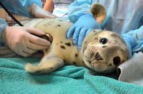 sirfrogsworth:I think tonight I’m just going to go with this baby seal getting a checkup. 