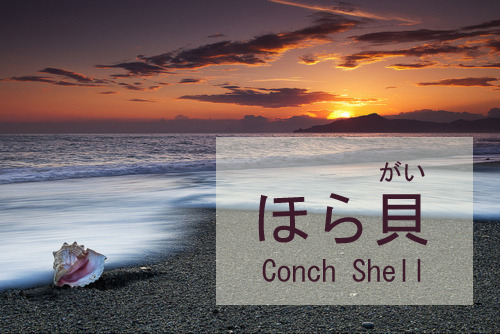 ほらがい　｜　ほら貝　｜　Conch shell