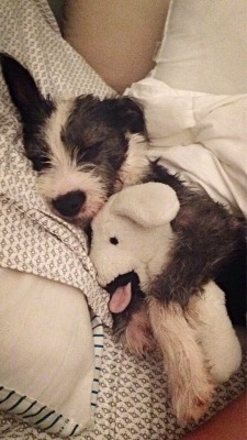 awwww-cute:  The scruffiest dog of all. Little Olive and her puppy 