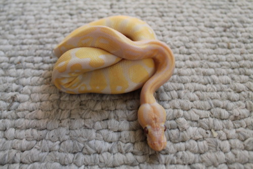 sweet-slither-friend: baby baby baby bab