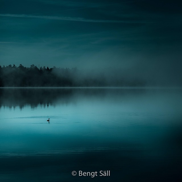 The fog and The Great Crested Grebe #bird #grebe #fog #lake #skäggdopping #beautiful #tranquility #night #sweden #safeandsoundphotography