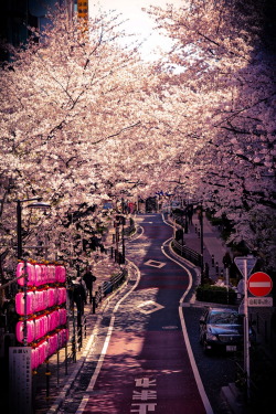 r2–d2:  Sakura in Shibuya by (·Nico·)