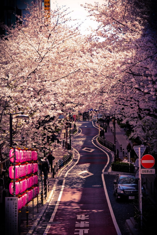 r2–d2:  Sakura in Shibuya by (·Nico·) 