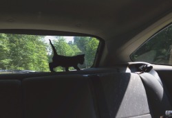 brxkenpetal:  citzn:  my friend’s kitten loves car rides  insta: @lostpetal